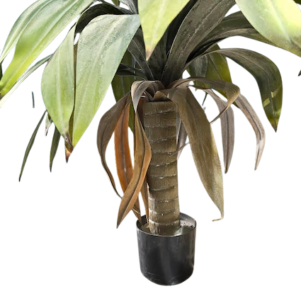 Yuca ceniza 90cm de altura