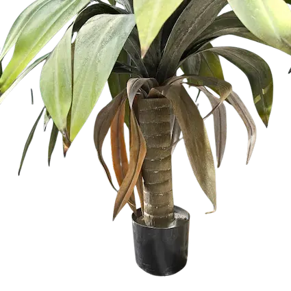 Yuca ceniza 90cm de altura