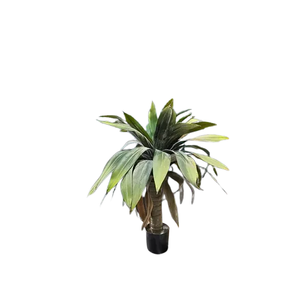 Yuca ceniza 90cm de altura