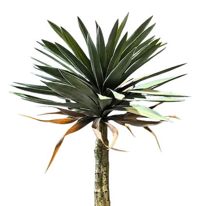 Yuca ceniza 110cm
