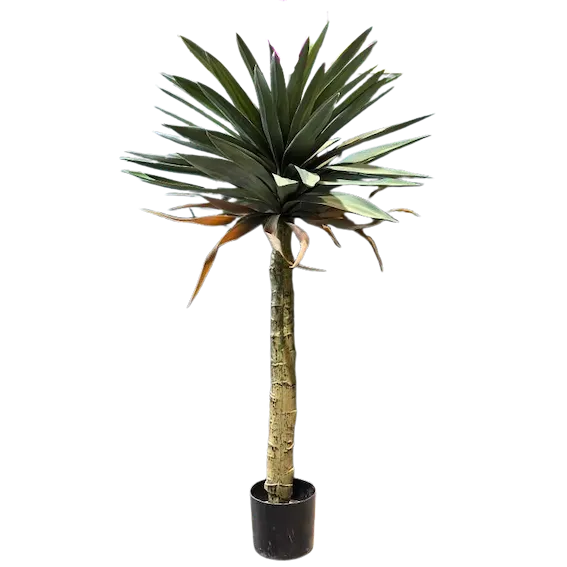 Yuca ceniza 110cm