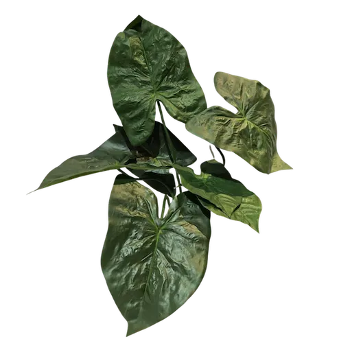 Planta elegante verde obscuro 73cm