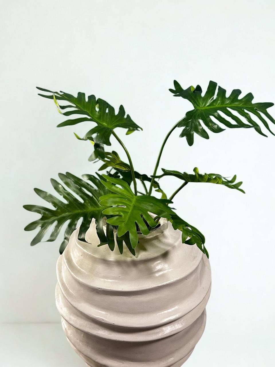 Planta philodendrom shelloum 7 hojas soft touch