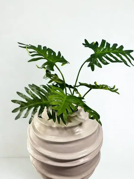 Planta philodendrom shelloum 7 hojas soft touch