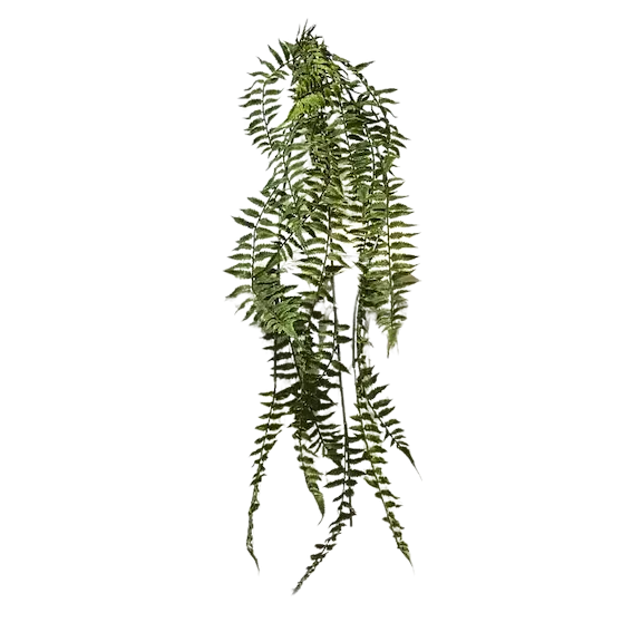 Colgante helecho exquisito 115cm