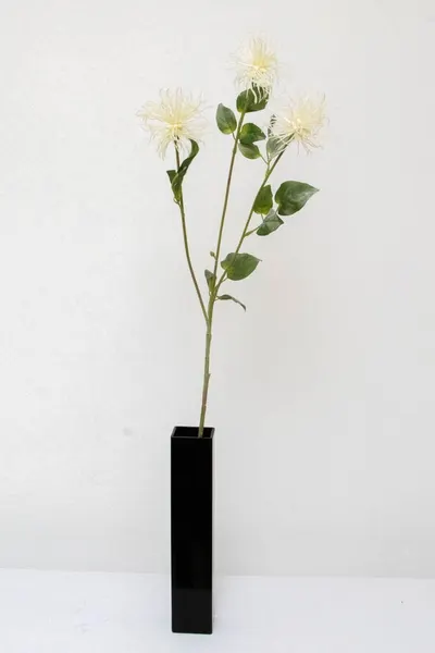 Vara de cardo de 78cm de largo, tres colores