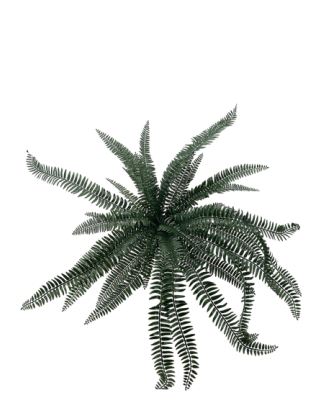 Helecho Cana 70cm para exterior con protección UV