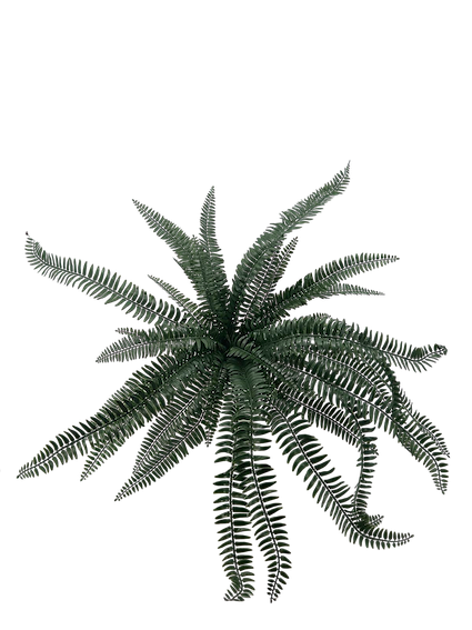 Helecho Cana 70cm para exterior con protección UV