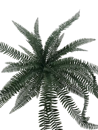Helecho Cana 70cm para exterior con protección UV