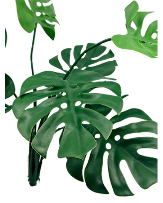 Planta Monstera 56cm para exterior con protección UV