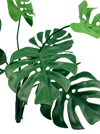 Planta Monstera 56cm para exterior con protección UV
