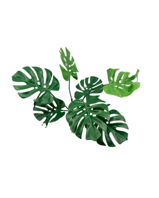 Planta Monstera 56cm para exterior con protección UV
