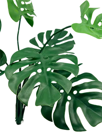 Planta Monstera 56cm para exterior con protección UV