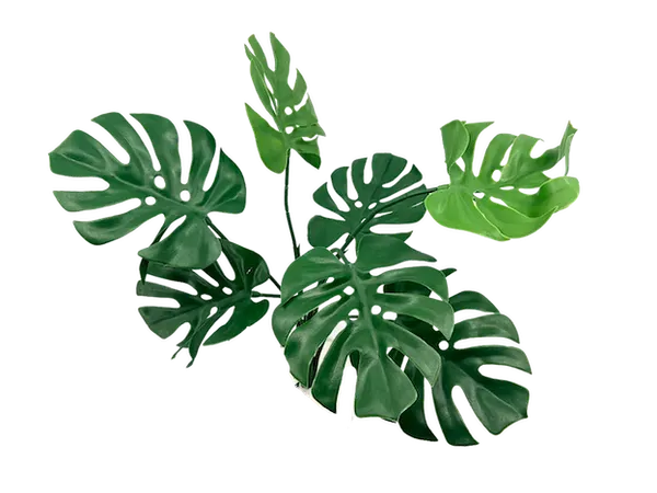 Planta Monstera 56cm para exterior con protección UV