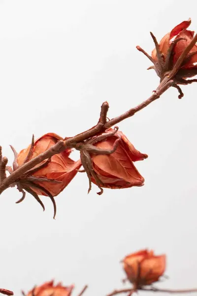 Vara de hibiscus 82cm, dos colores