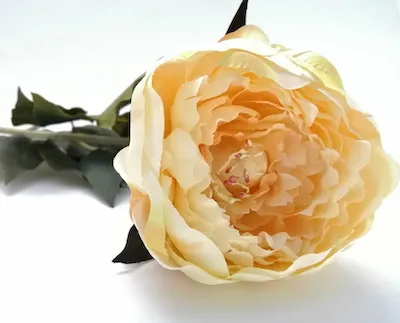 Vara de peonia Klen champange y fiusha 13cm diámetro, 80cm largo