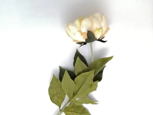 Vara de peonia Klen champange y fiusha 13cm diámetro, 80cm largo