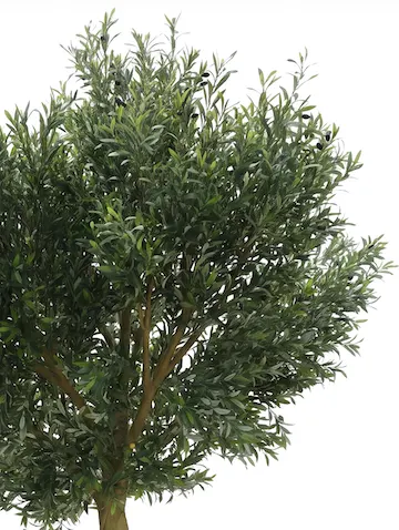 Árbol de olivo imperial 350cm