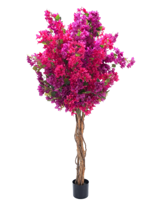 Árbol de bugambilia bicolor tronco natural