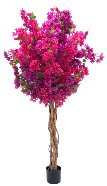 Árbol de bugambilia bicolor tronco natural