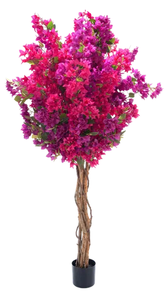 Árbol de bugambilia bicolor tronco natural