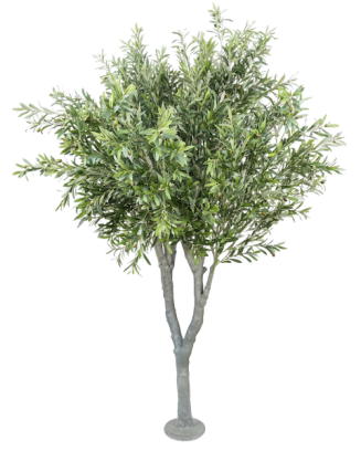 Árbol de olivo 250cm