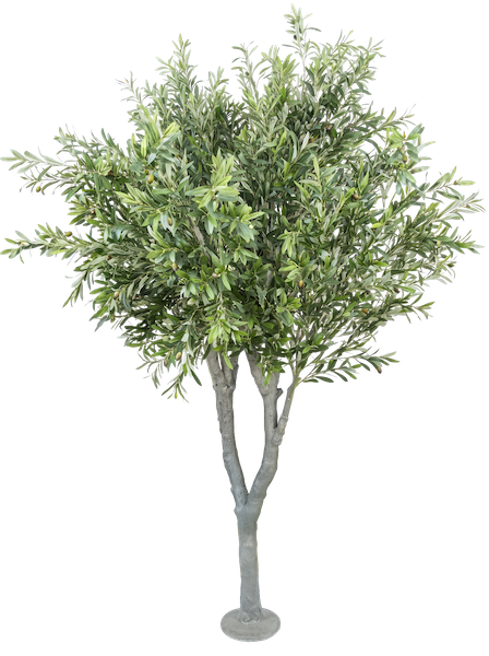 Árbol de olivo 250cm
