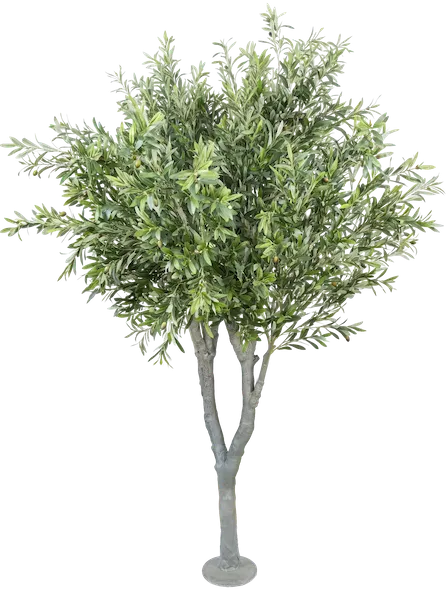 Árbol de olivo 250cm