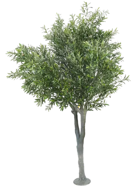 Árbol de olivo 250cm