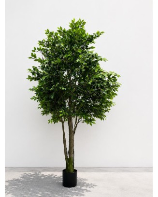 Ficus 350cm