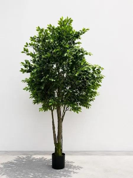 Ficus 350cm