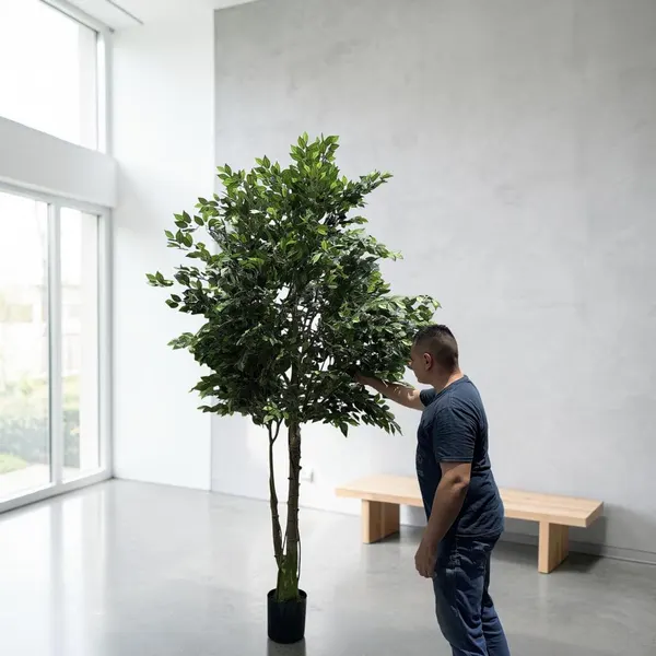 Ficus 350cm
