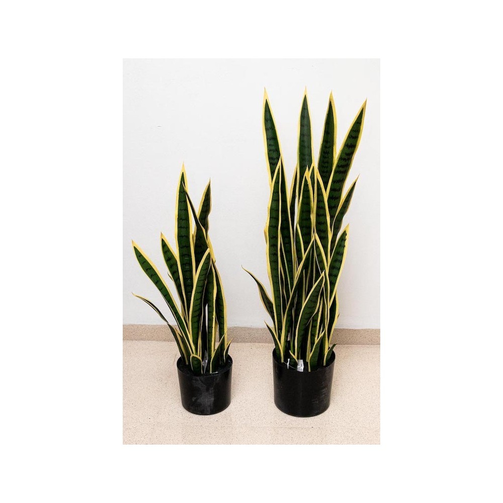 Sanserviera 80 y 100 cm altura