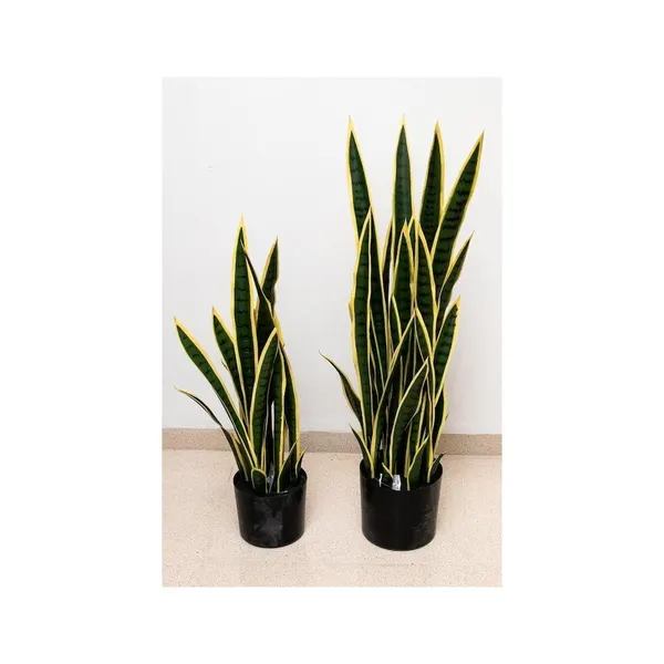 Sanserviera 80 y 100 cm altura