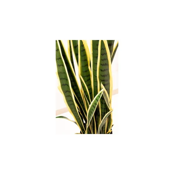 Sanserviera 80 y 100 cm altura