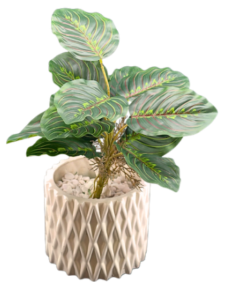 Plantita maranta 45cm