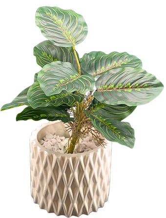 Plantita maranta 45cm