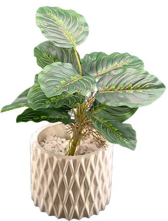 Plantita maranta 45cm