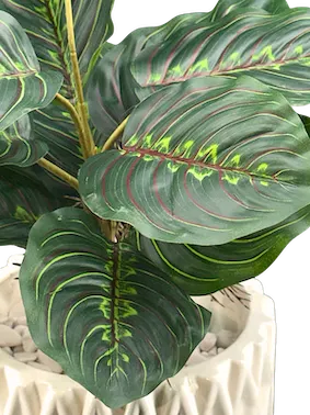 Plantita maranta 45cm