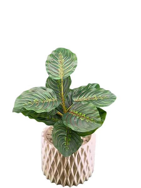 Plantita maranta 45cm