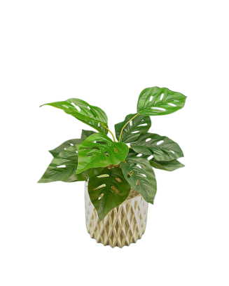 Plantita andasoni con raiz 45cm