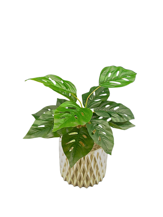 Plantita andasoni con raiz 45cm