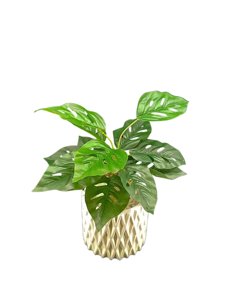 Plantita andasoni con raiz 45cm