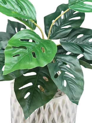 Plantita andasoni con raiz 45cm