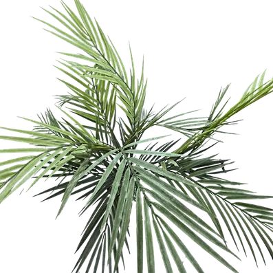 Palmita tejo 65cm altura, tres colores