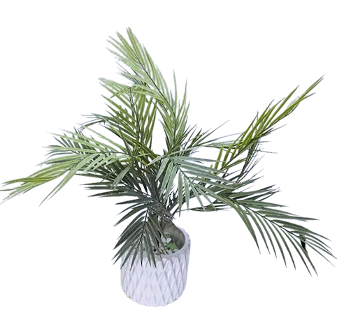 Palmita tejo 65cm altura, tres colores