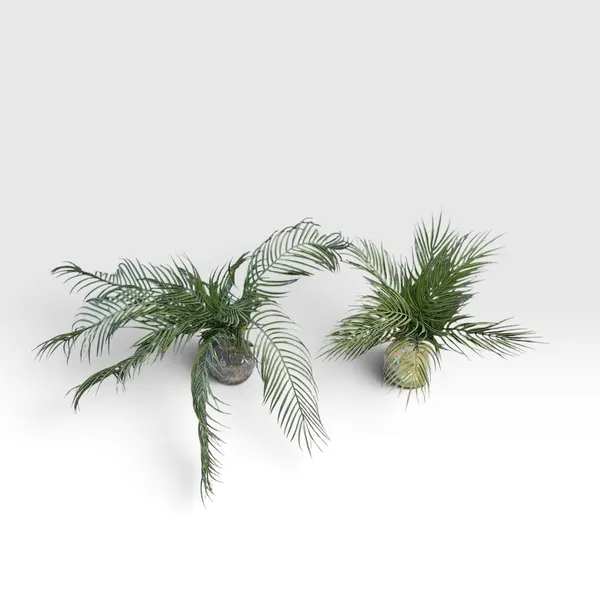 Palma Tortum de 50cm y 70cm
