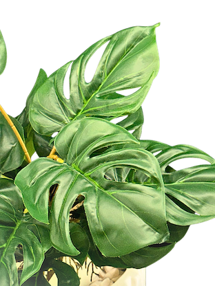 Plantita esqueleto 45cm