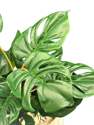 Plantita esqueleto 45cm