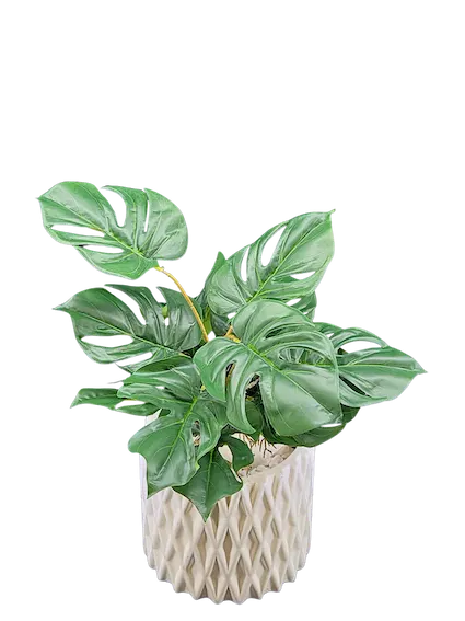 Plantita esqueleto 45cm